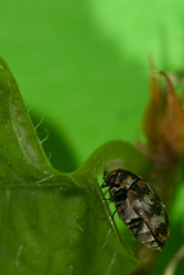 Creoboter pictipennis
