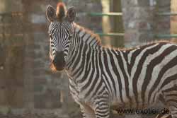 Zebra Tierpark Hamm